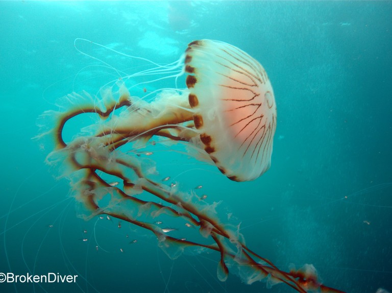Detail Images Of Jellyfish Nomer 11