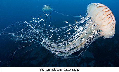 Detail Images Of Jellyfish Nomer 12