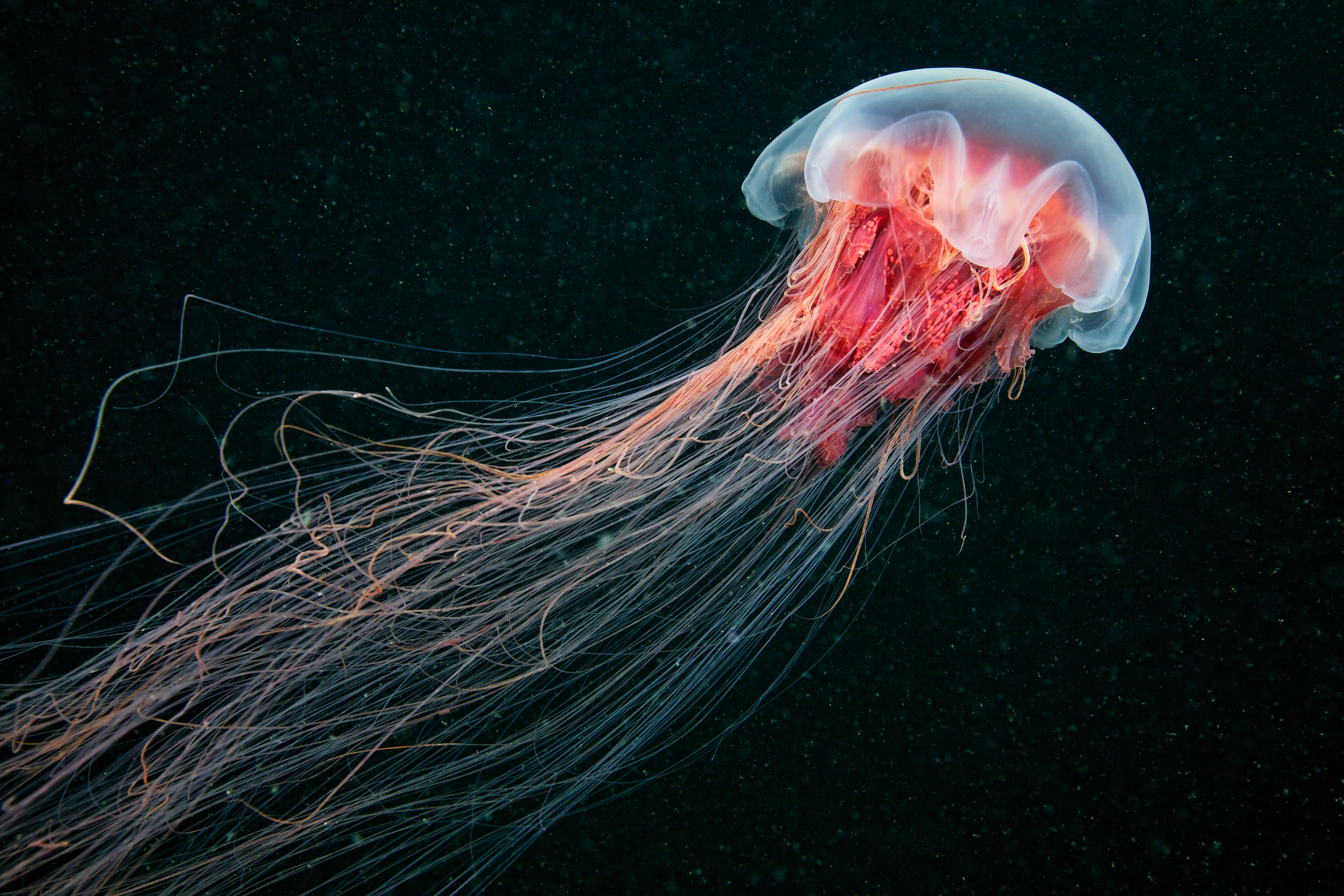 Detail Images Of Jellyfish Nomer 13