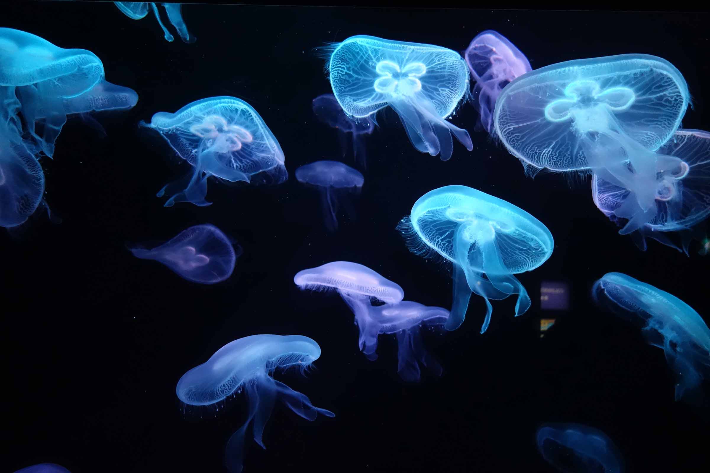 Detail Images Of Jellyfish Nomer 14