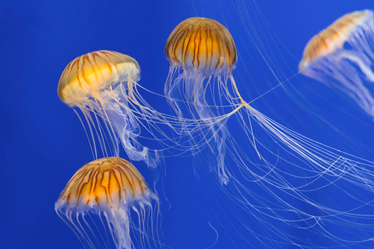 Detail Images Of Jellyfish Nomer 15