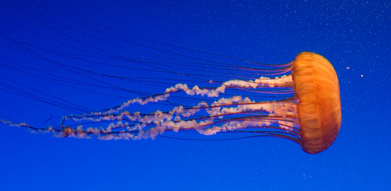 Detail Images Of Jellyfish Nomer 16