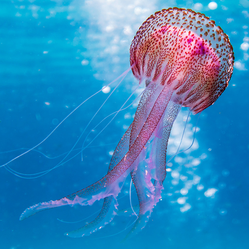 Detail Images Of Jellyfish Nomer 17