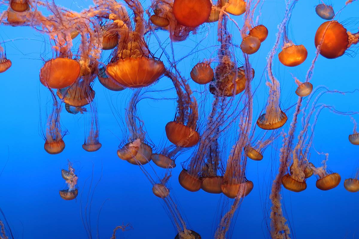 Detail Images Of Jellyfish Nomer 18