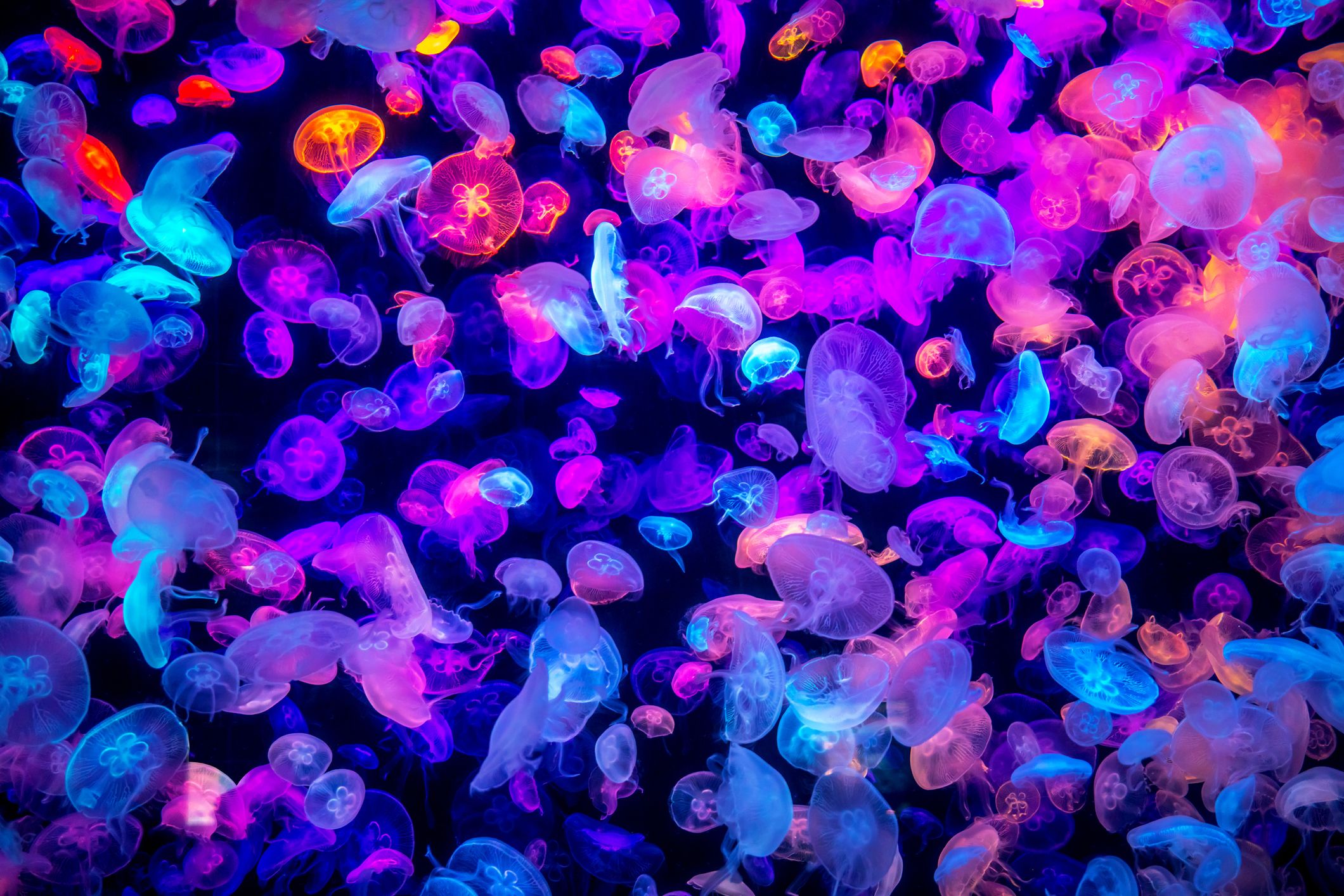 Detail Images Of Jellyfish Nomer 19