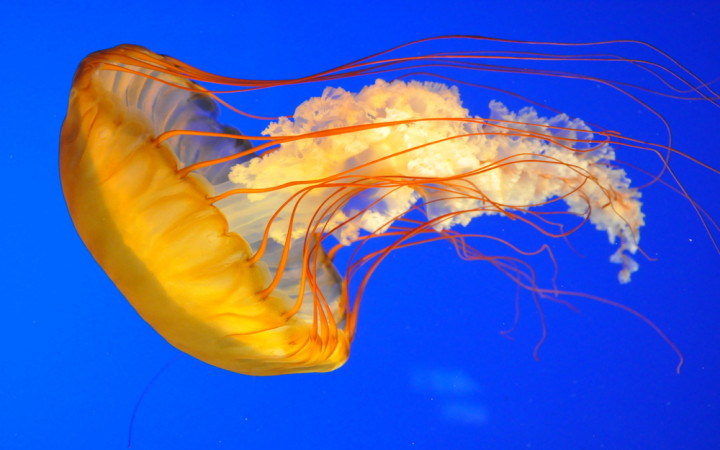 Detail Images Of Jellyfish Nomer 20