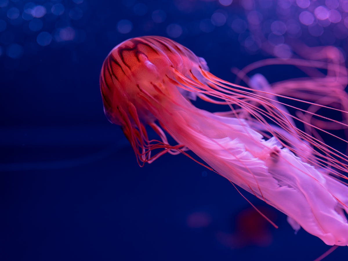 Detail Images Of Jellyfish Nomer 3