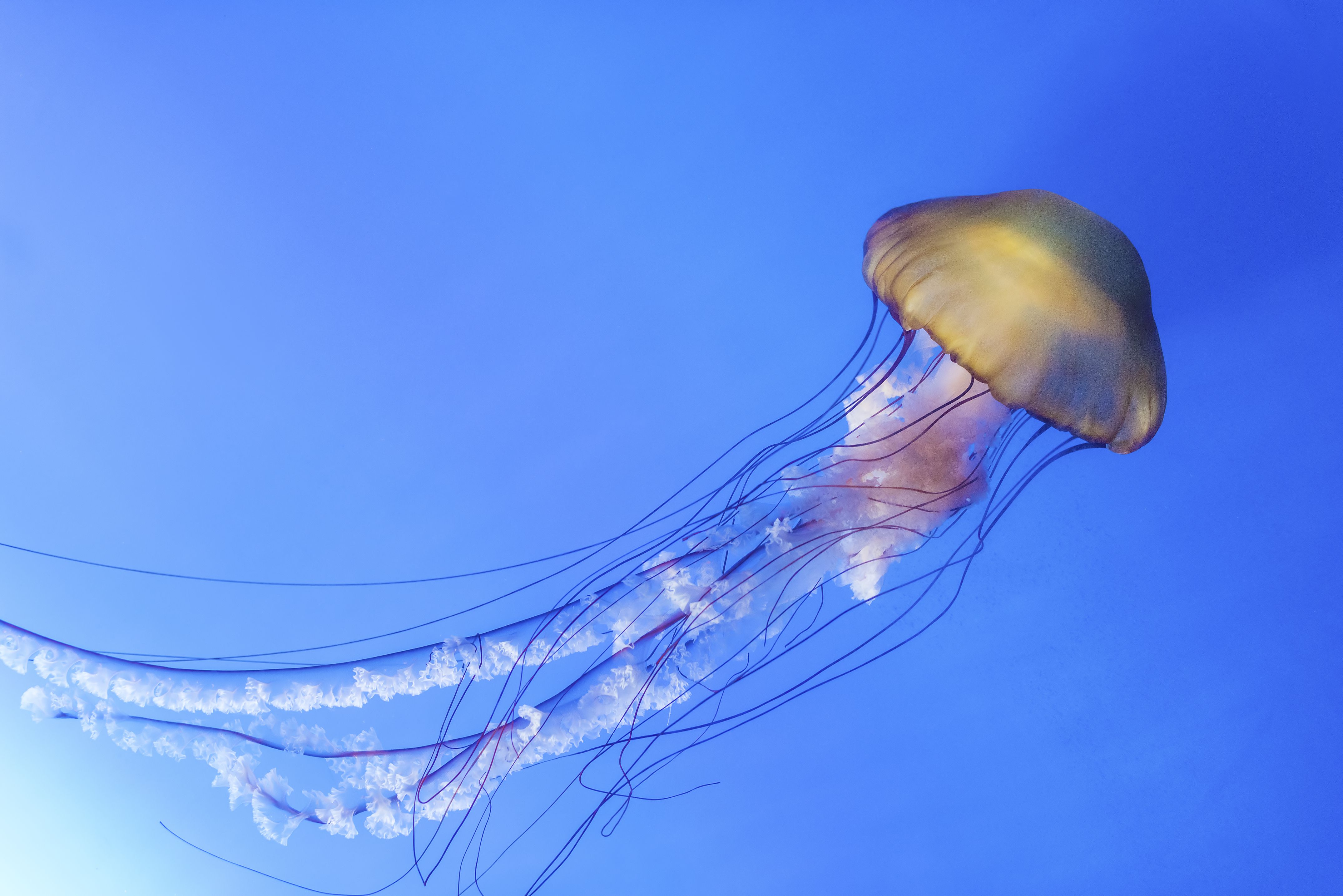 Detail Images Of Jellyfish Nomer 21