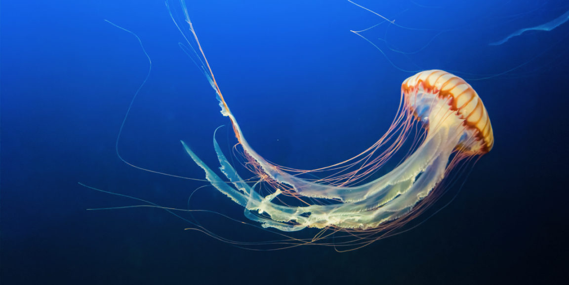 Detail Images Of Jellyfish Nomer 22
