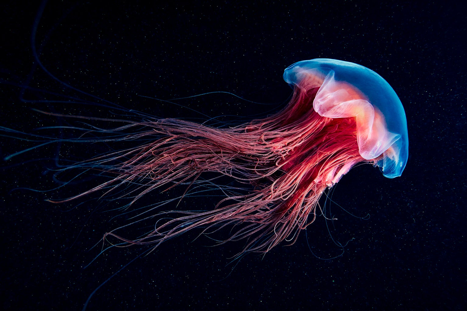 Detail Images Of Jellyfish Nomer 23