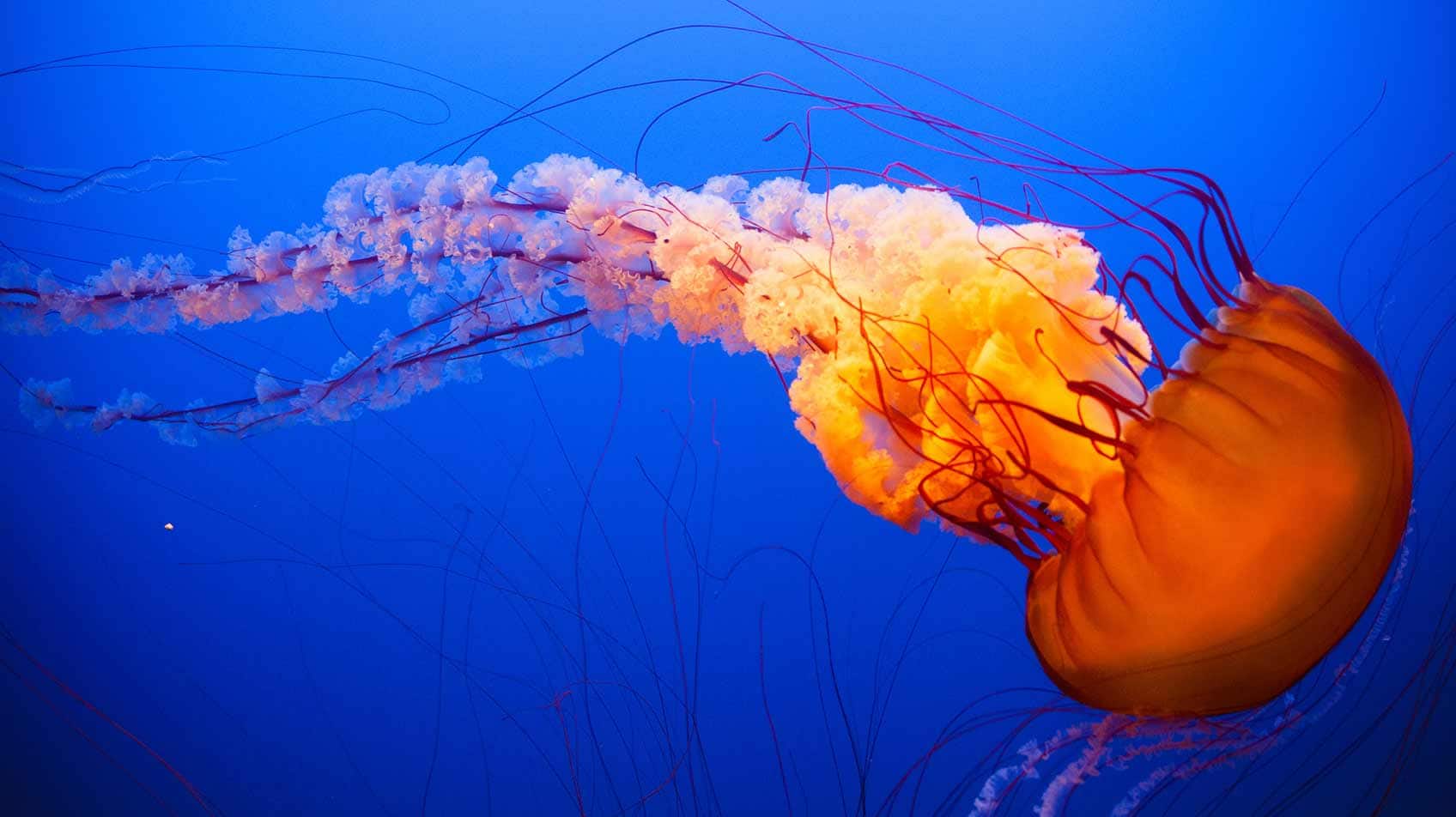 Detail Images Of Jellyfish Nomer 24