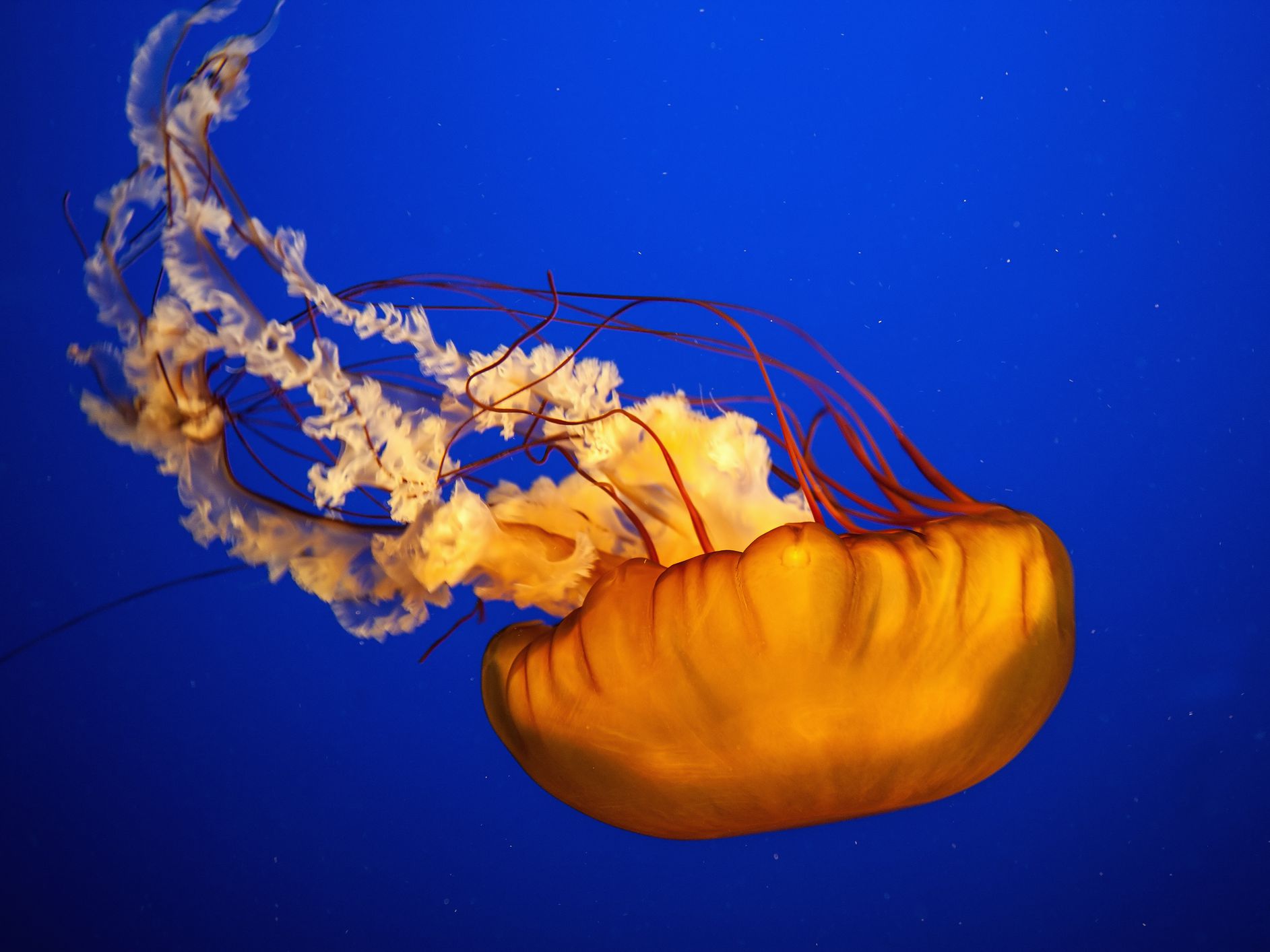 Detail Images Of Jellyfish Nomer 25