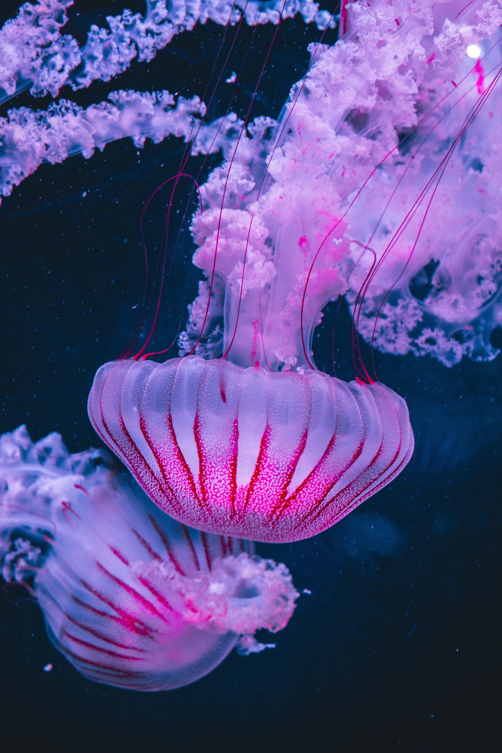 Detail Images Of Jellyfish Nomer 28