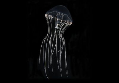Detail Images Of Jellyfish Nomer 29