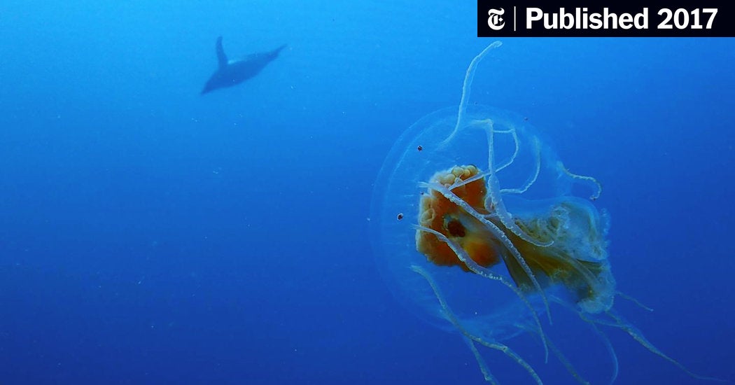 Detail Images Of Jellyfish Nomer 30