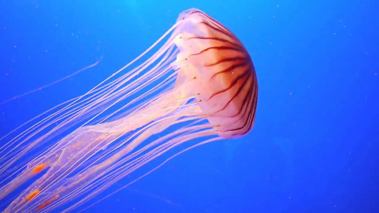 Detail Images Of Jellyfish Nomer 31