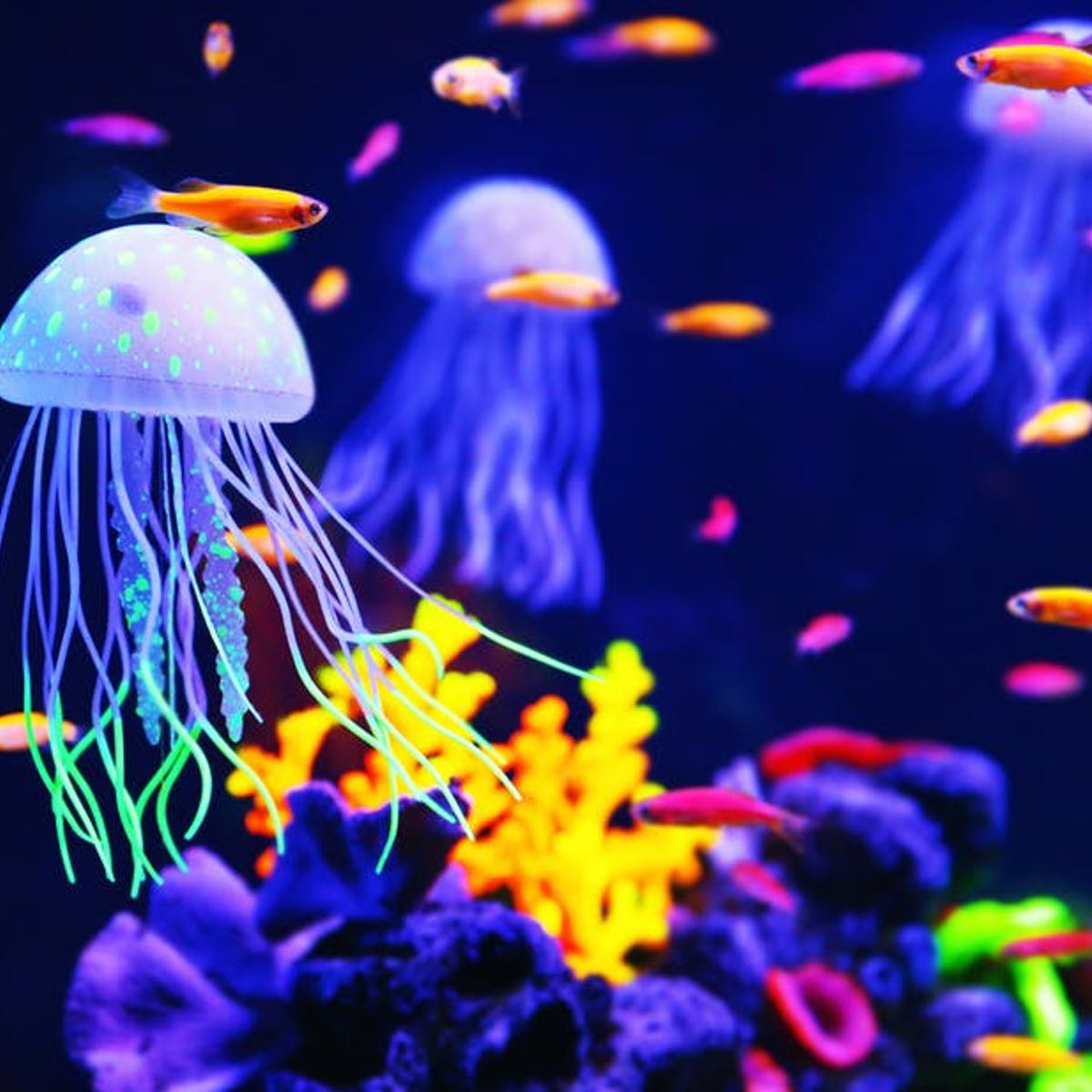 Detail Images Of Jellyfish Nomer 32
