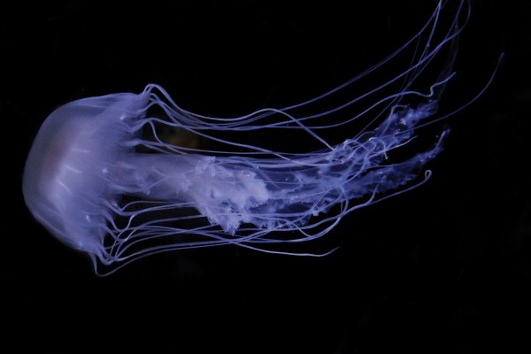 Detail Images Of Jellyfish Nomer 33
