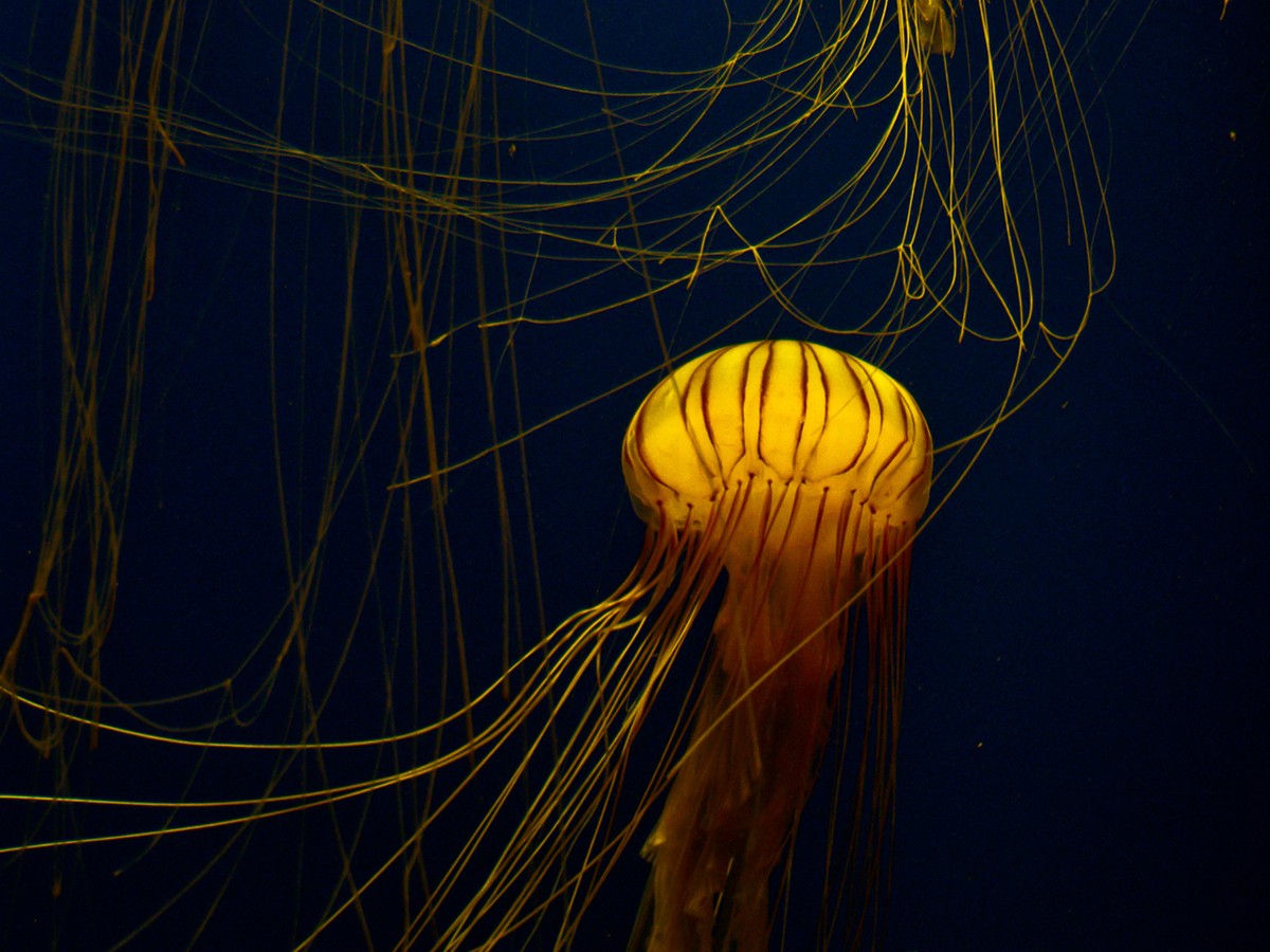 Detail Images Of Jellyfish Nomer 36