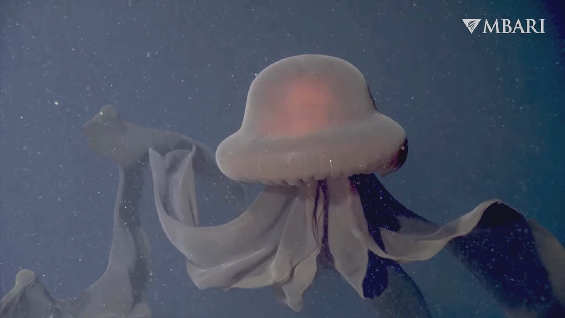 Detail Images Of Jellyfish Nomer 37