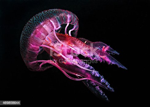 Detail Images Of Jellyfish Nomer 38