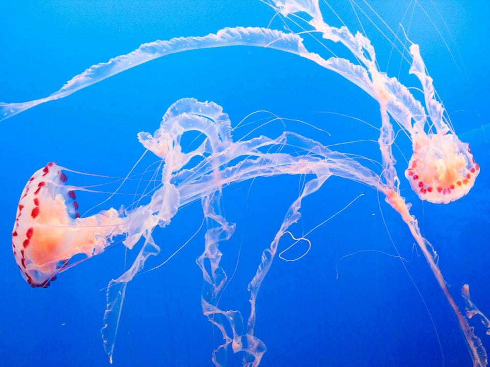 Detail Images Of Jellyfish Nomer 39