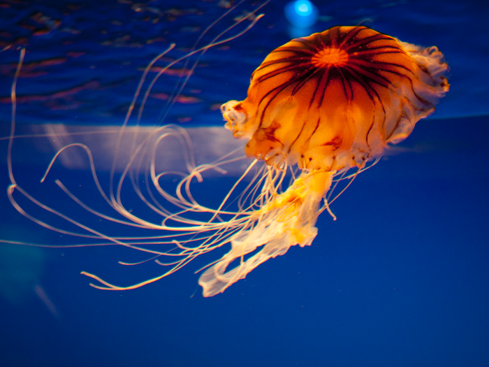 Detail Images Of Jellyfish Nomer 5
