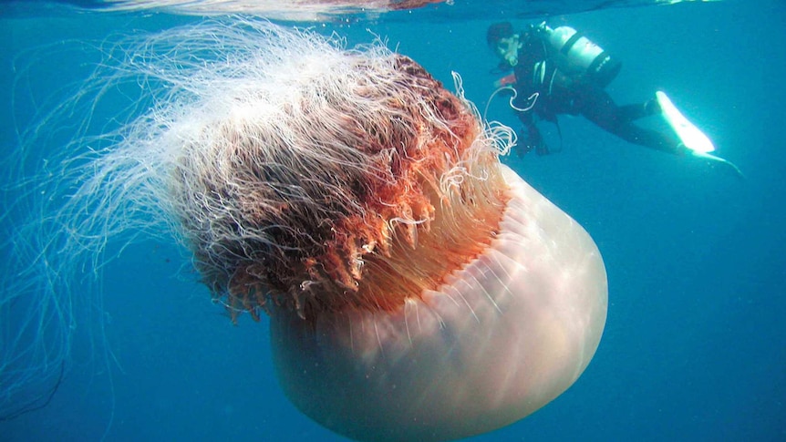 Detail Images Of Jellyfish Nomer 40