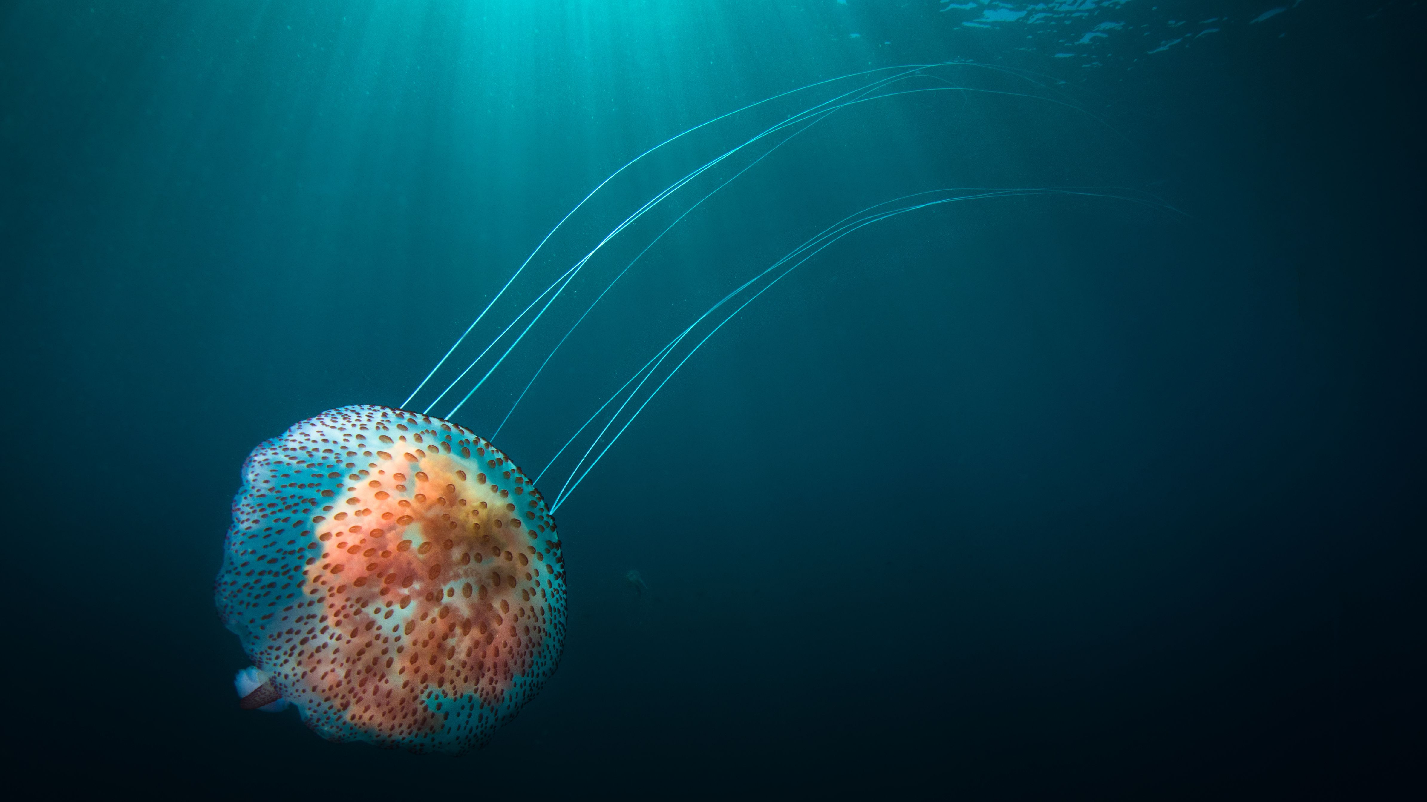 Detail Images Of Jellyfish Nomer 42