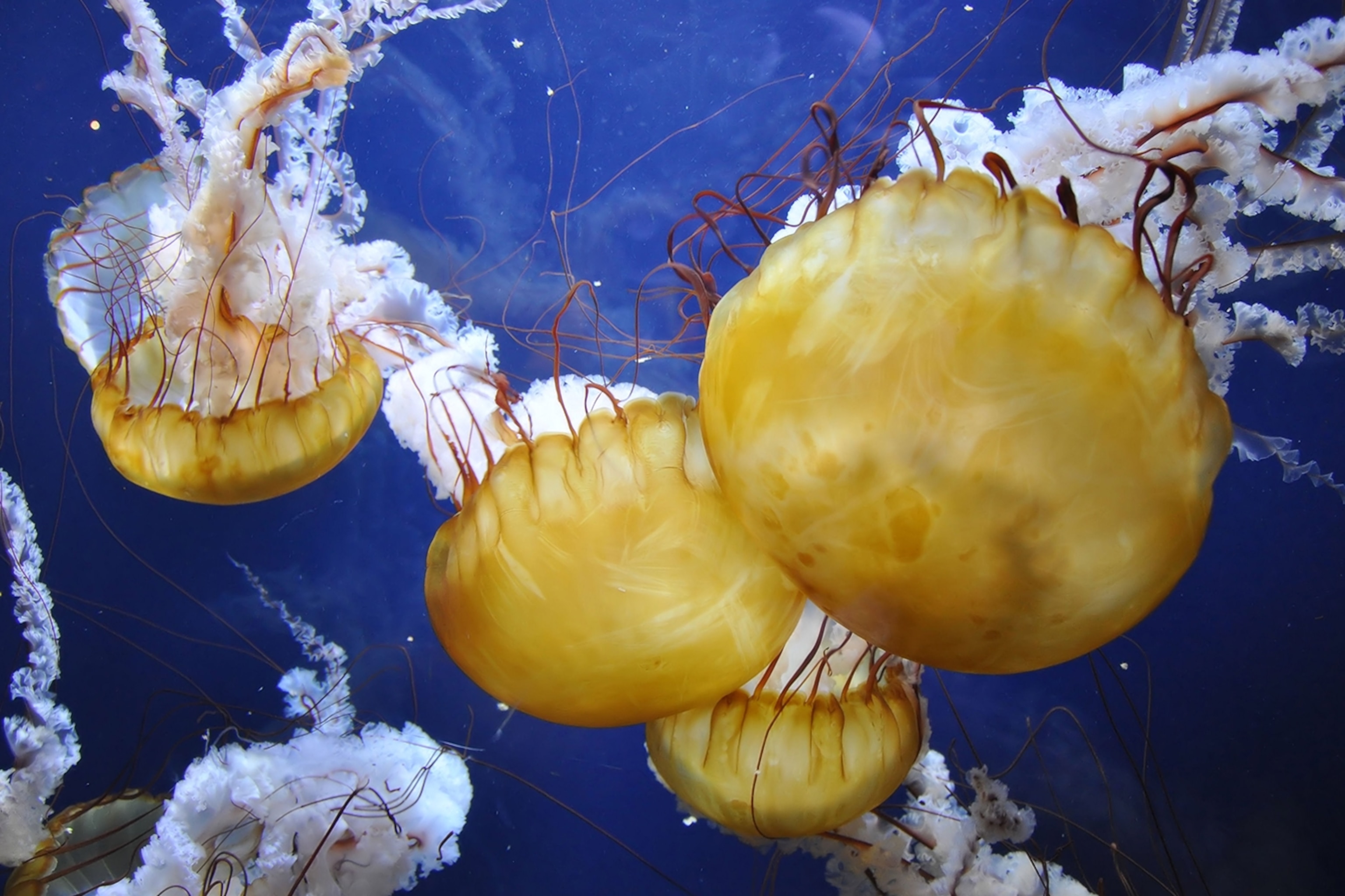 Detail Images Of Jellyfish Nomer 43