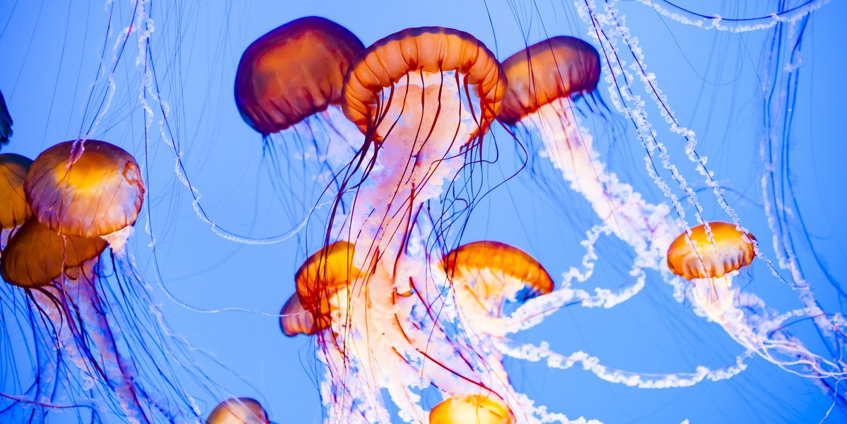 Detail Images Of Jellyfish Nomer 45