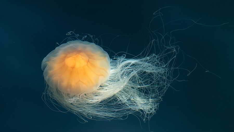 Detail Images Of Jellyfish Nomer 46