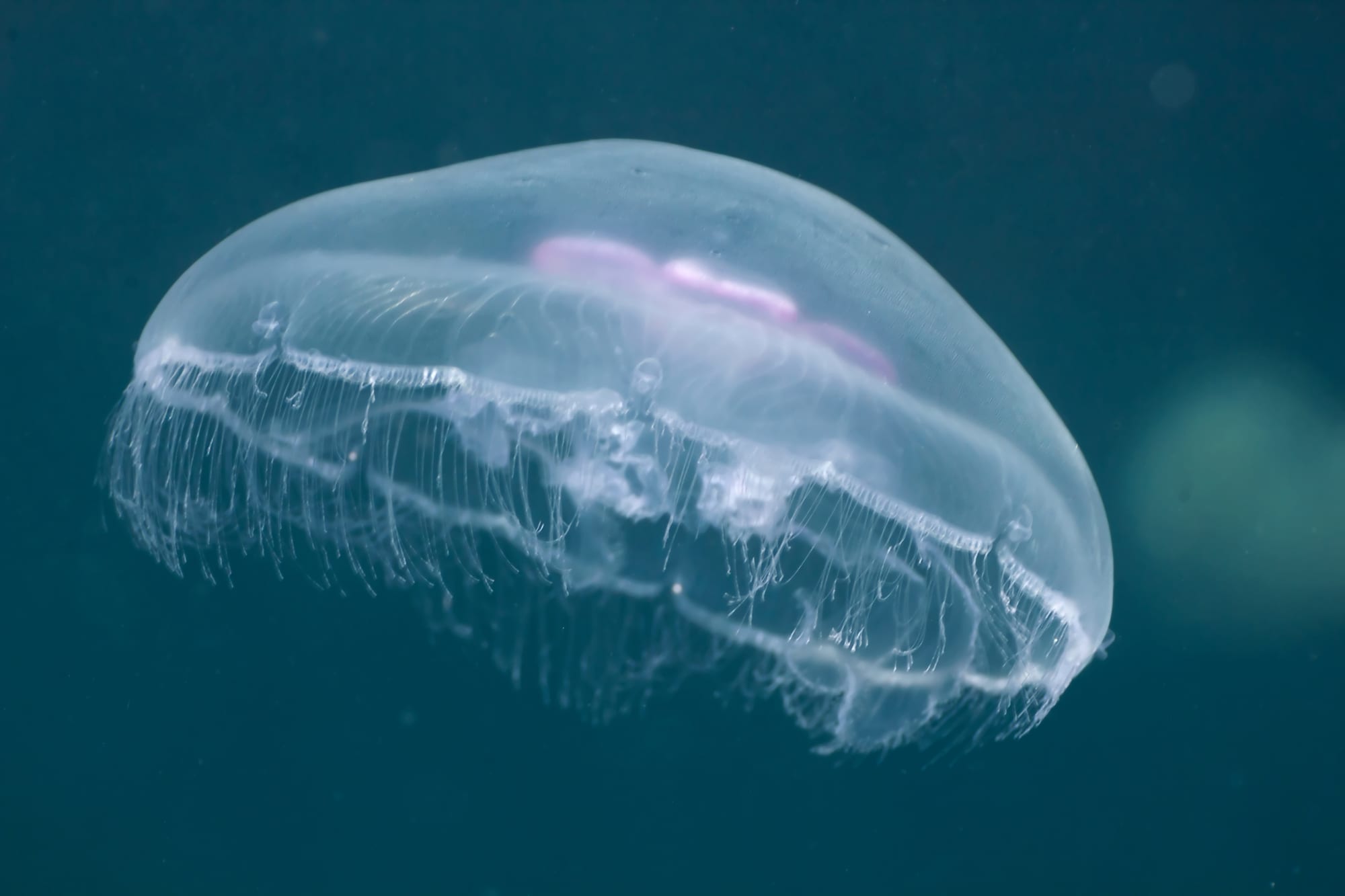 Detail Images Of Jellyfish Nomer 48