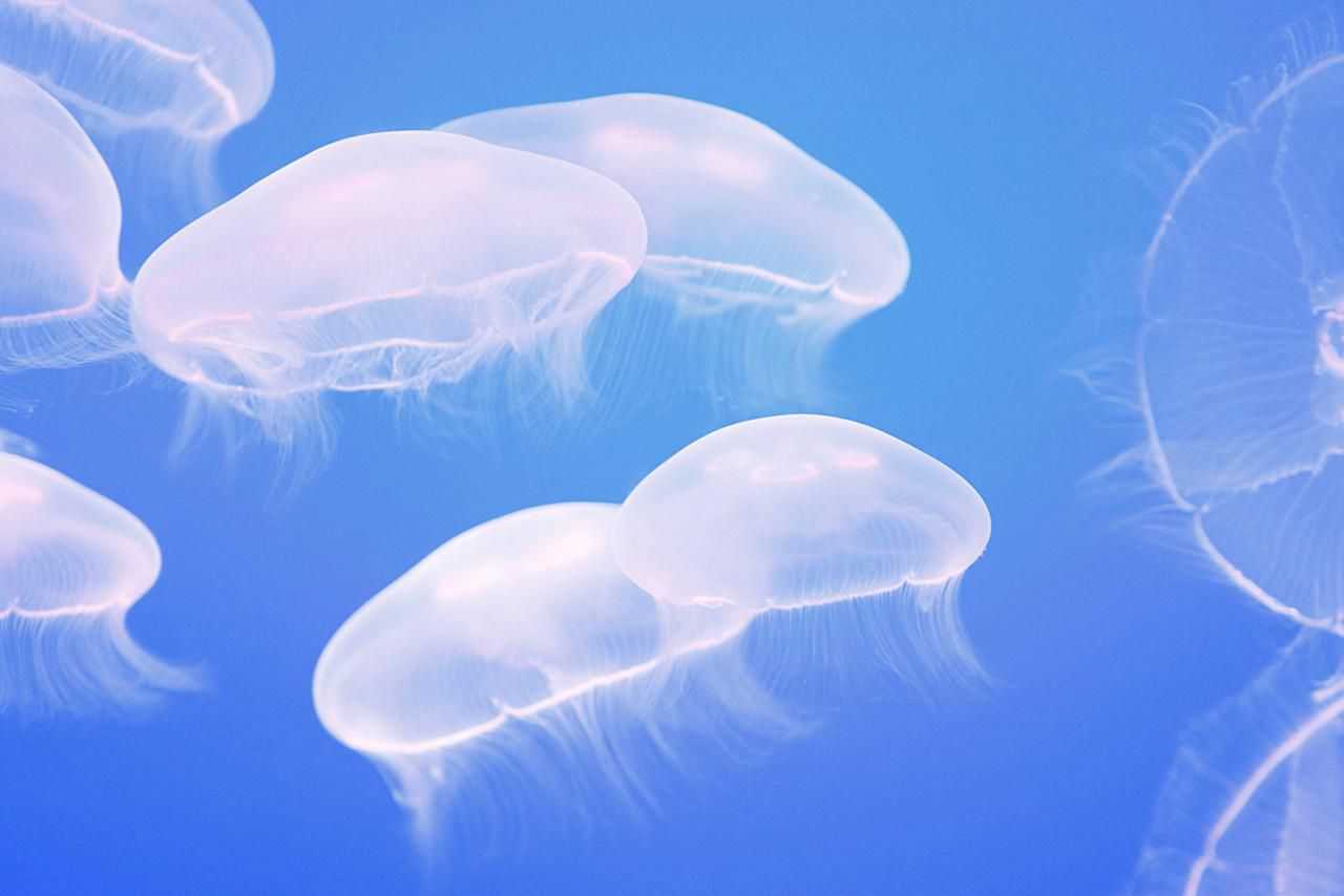 Detail Images Of Jellyfish Nomer 6