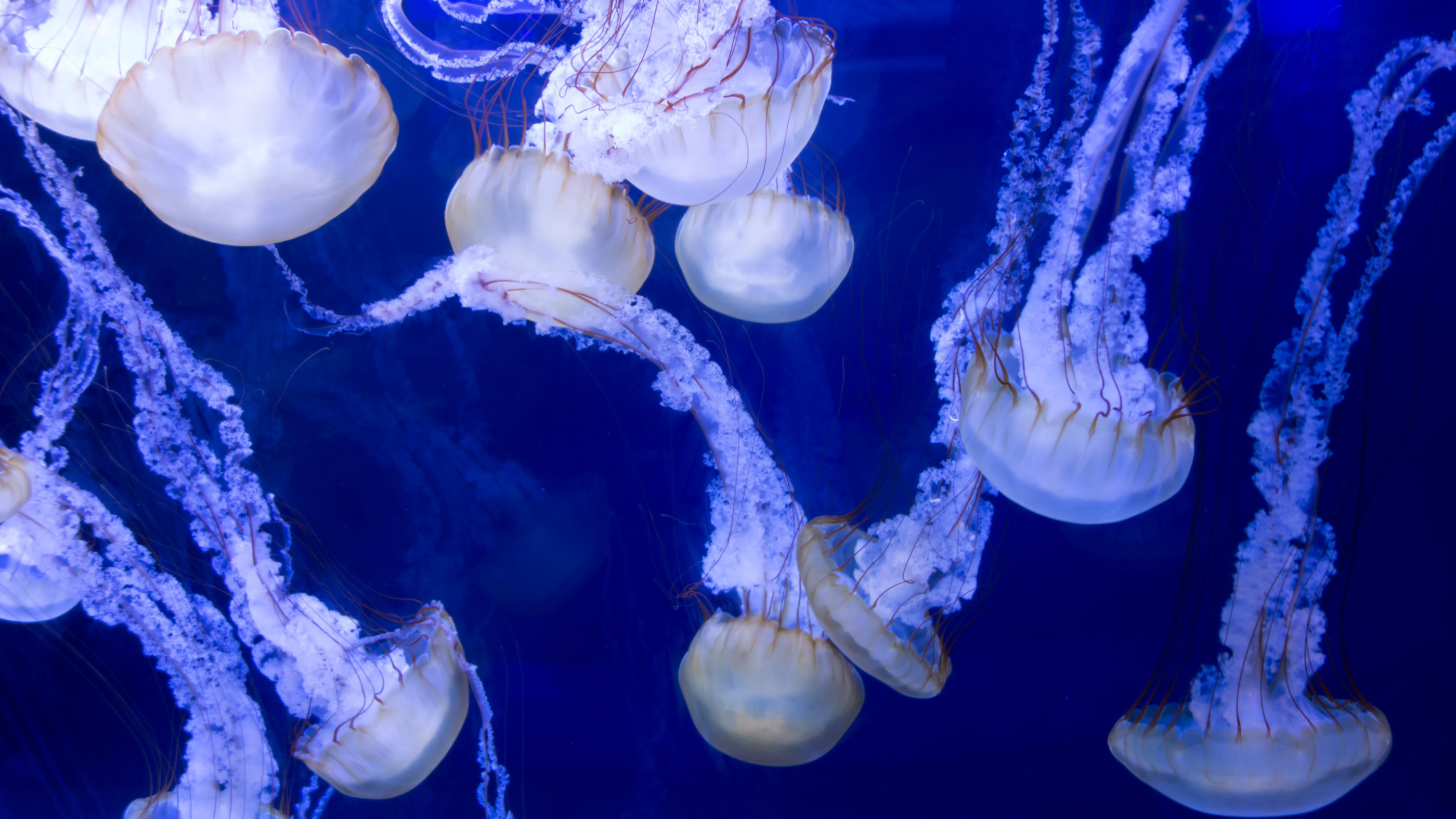 Detail Images Of Jellyfish Nomer 49