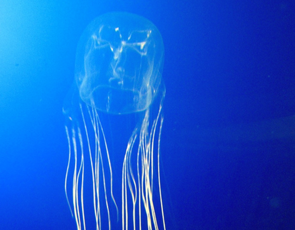 Detail Images Of Jellyfish Nomer 50