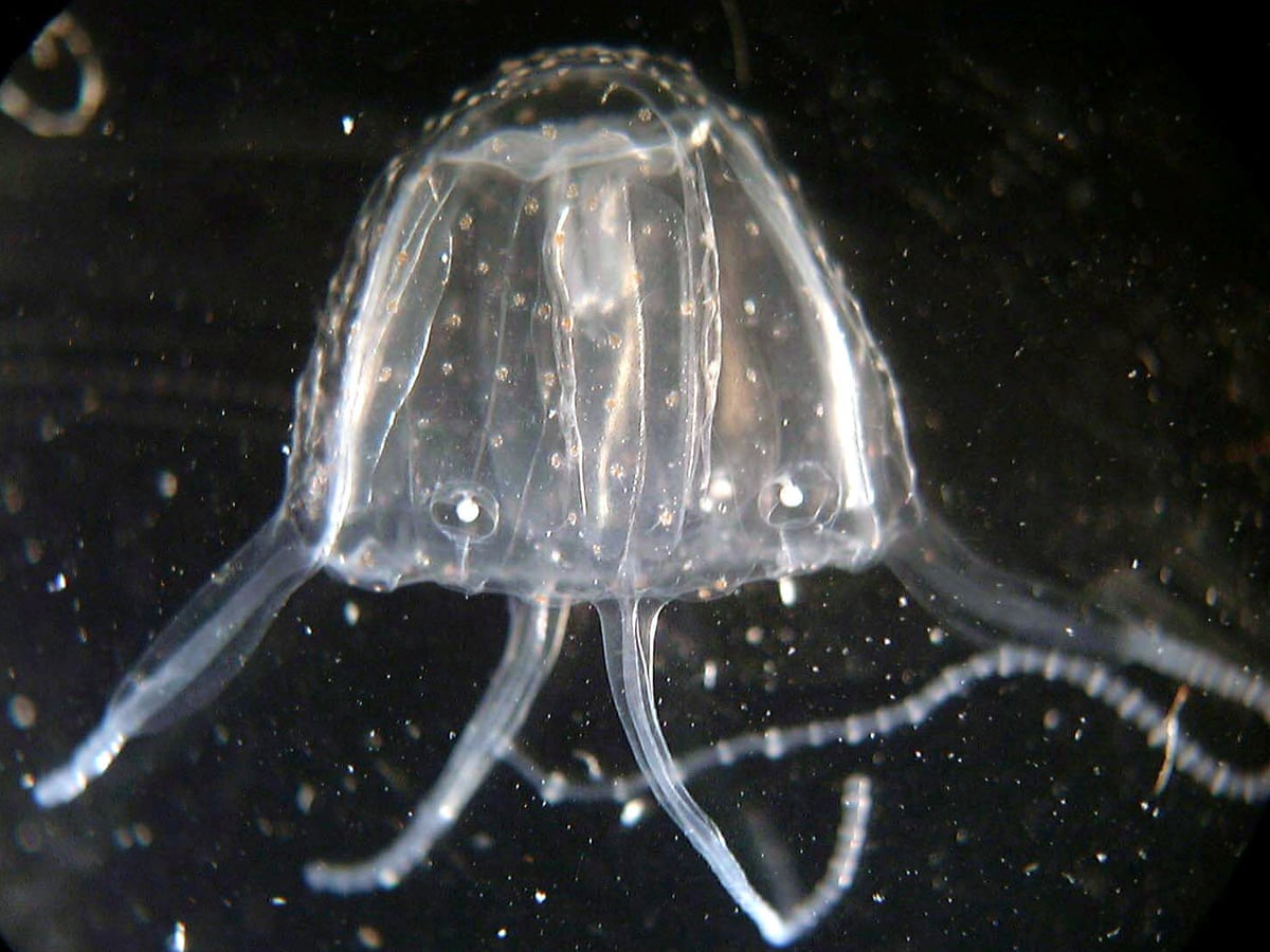 Detail Images Of Jellyfish Nomer 51
