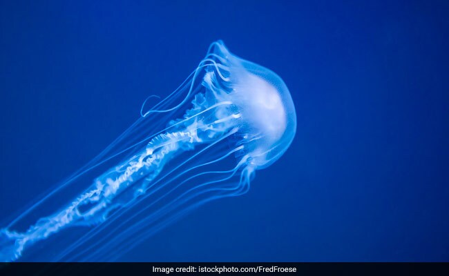 Detail Images Of Jellyfish Nomer 52