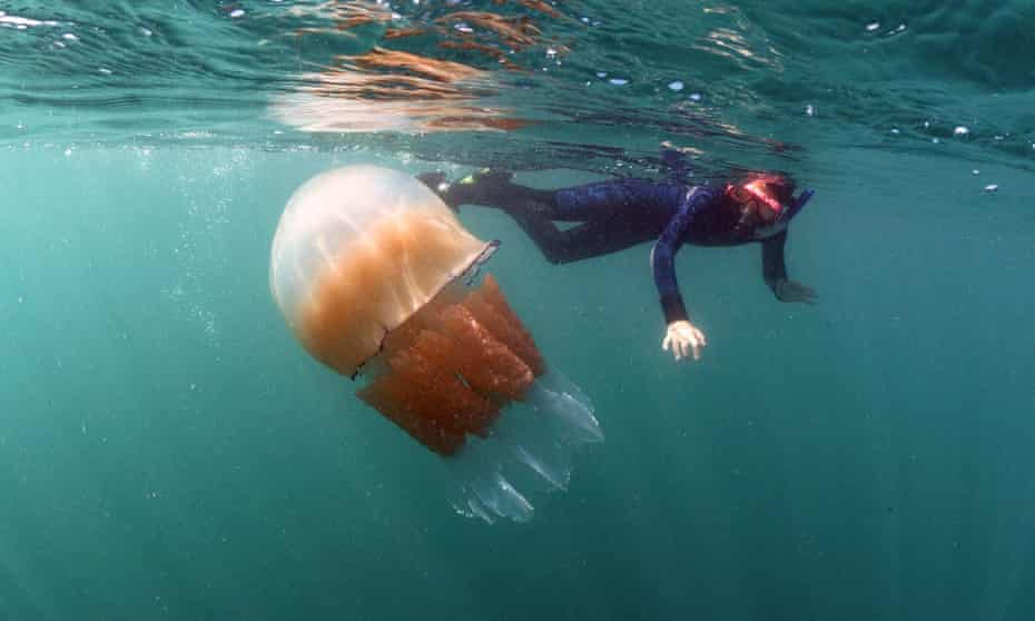 Detail Images Of Jellyfish Nomer 53