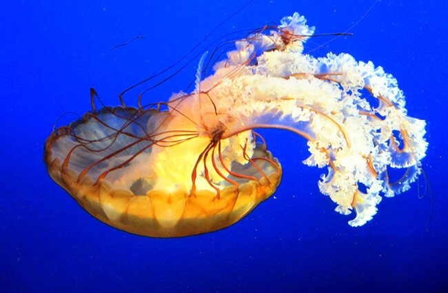 Detail Images Of Jellyfish Nomer 54