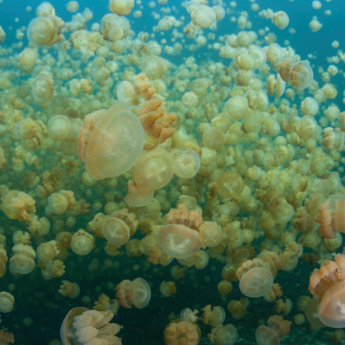 Detail Images Of Jellyfish Nomer 55