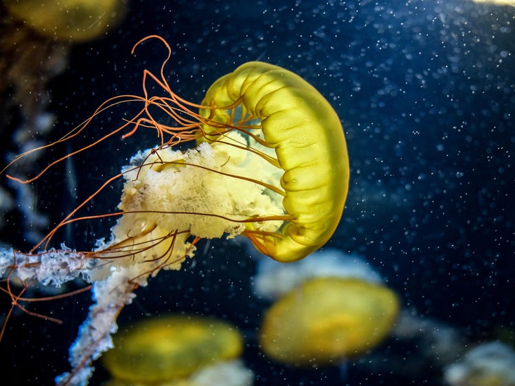 Detail Images Of Jellyfish Nomer 56