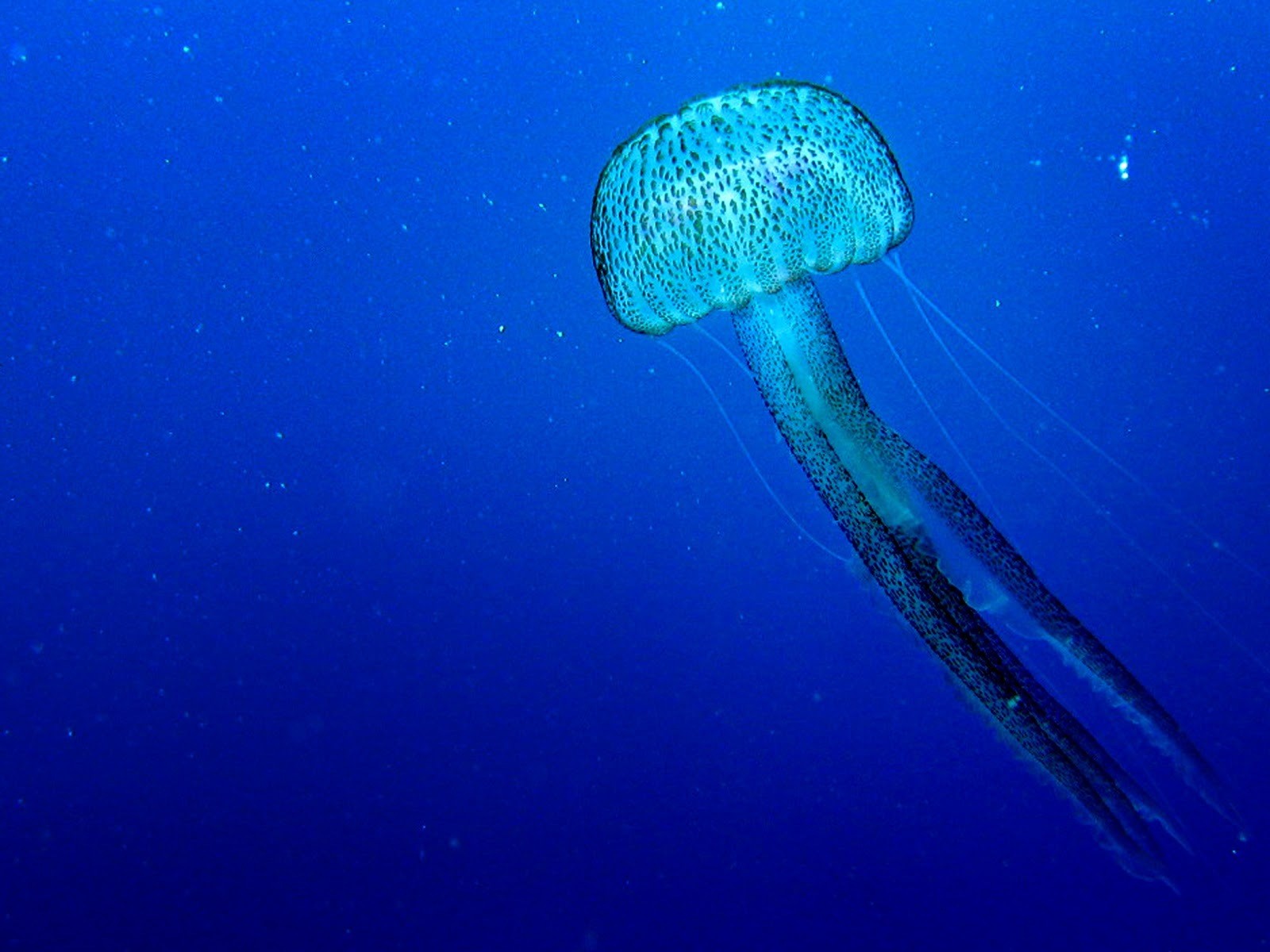 Detail Images Of Jellyfish Nomer 57