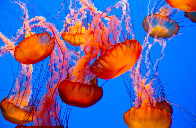 Detail Images Of Jellyfish Nomer 58