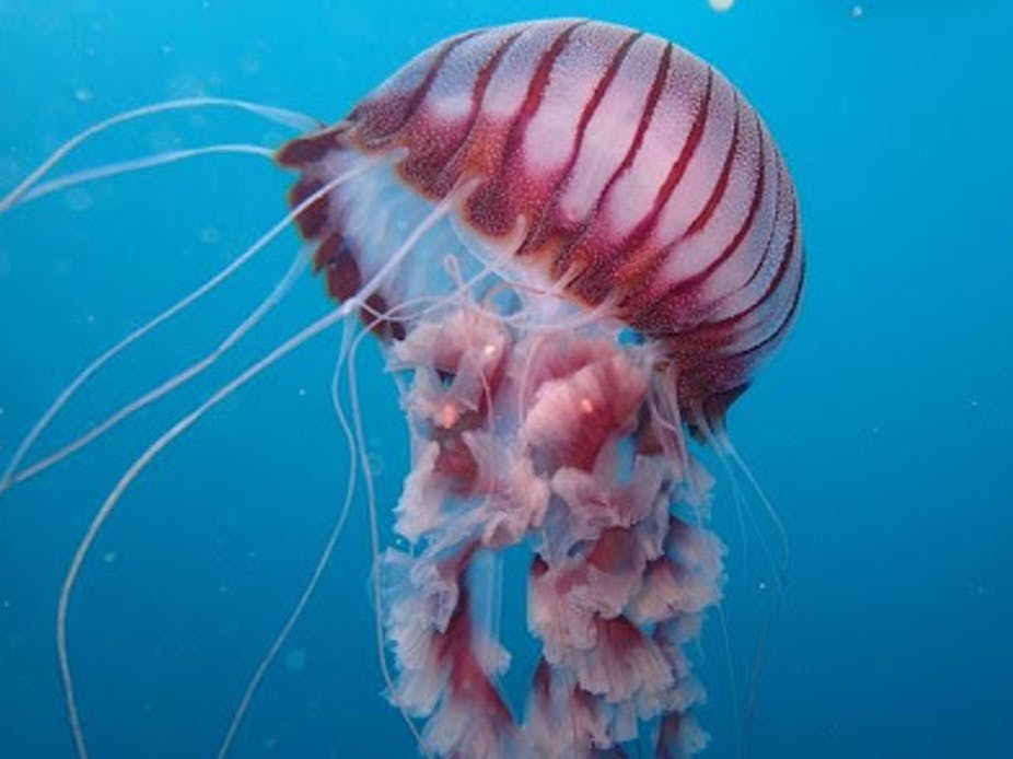 Detail Images Of Jellyfish Nomer 7