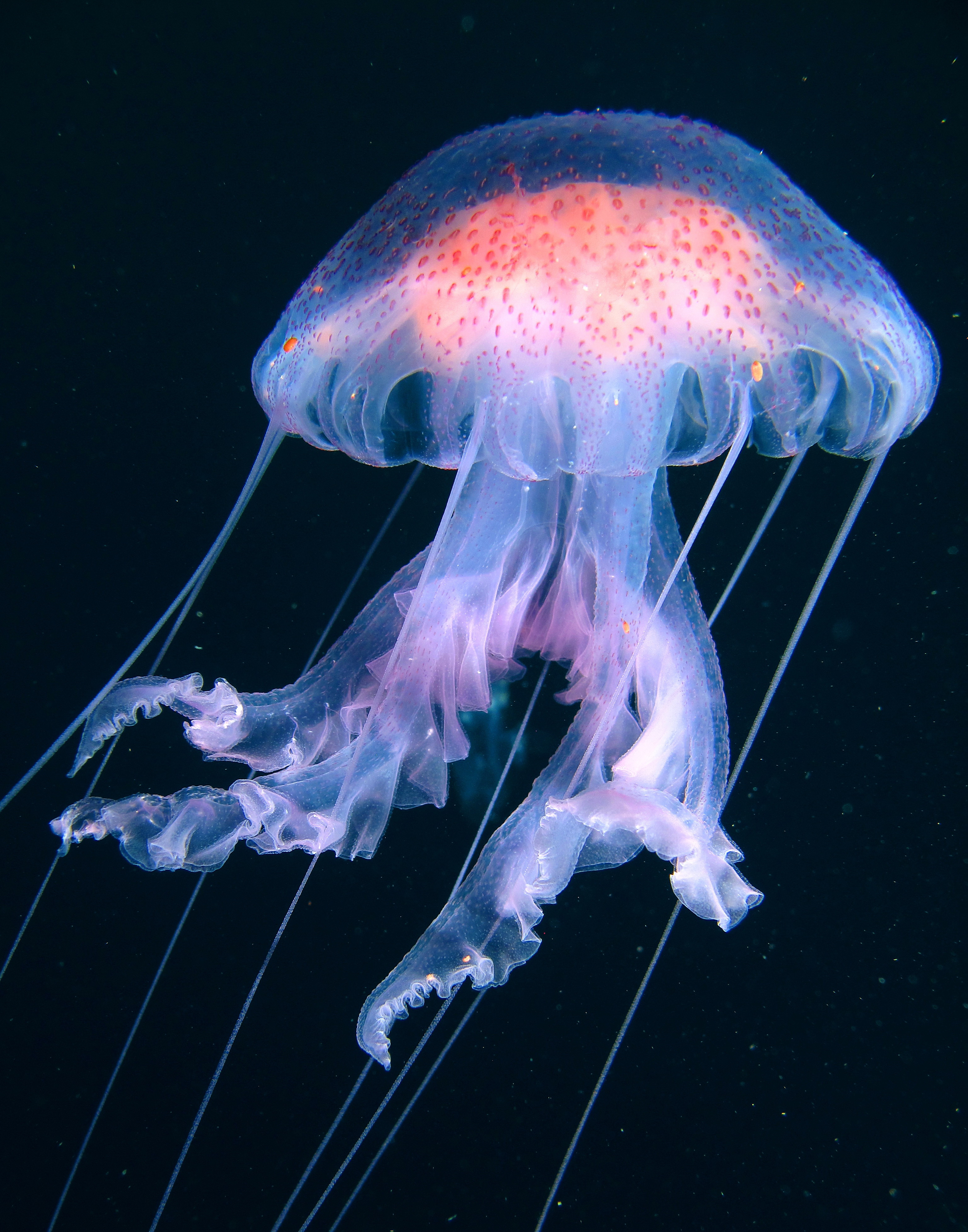 Detail Images Of Jellyfish Nomer 8