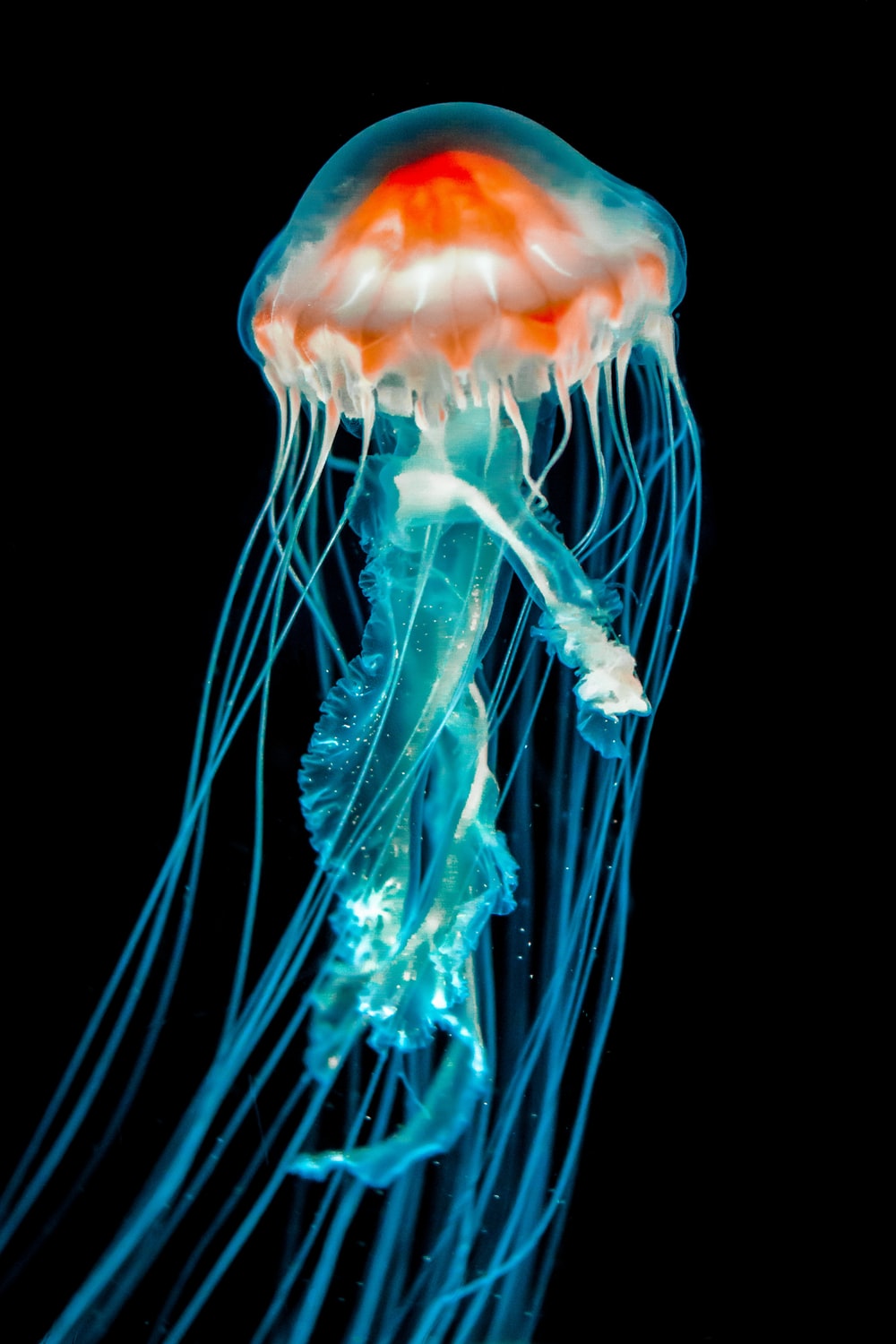 Detail Images Of Jellyfish Nomer 9