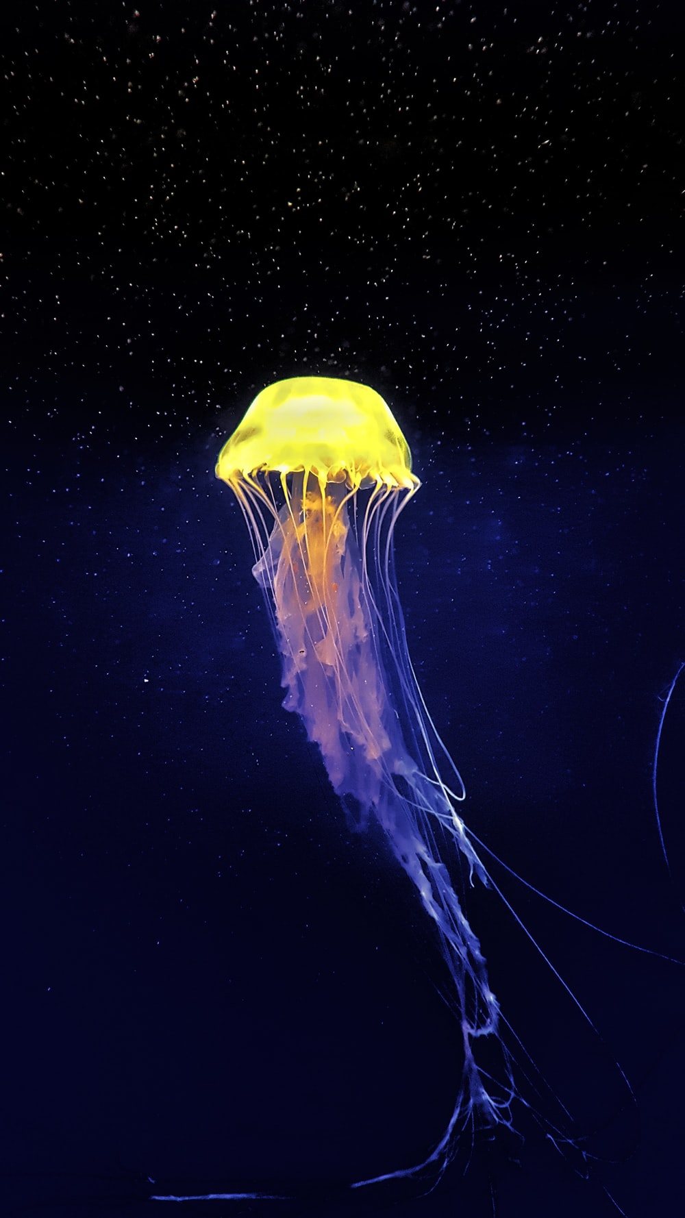 Detail Images Of Jellyfish Nomer 10