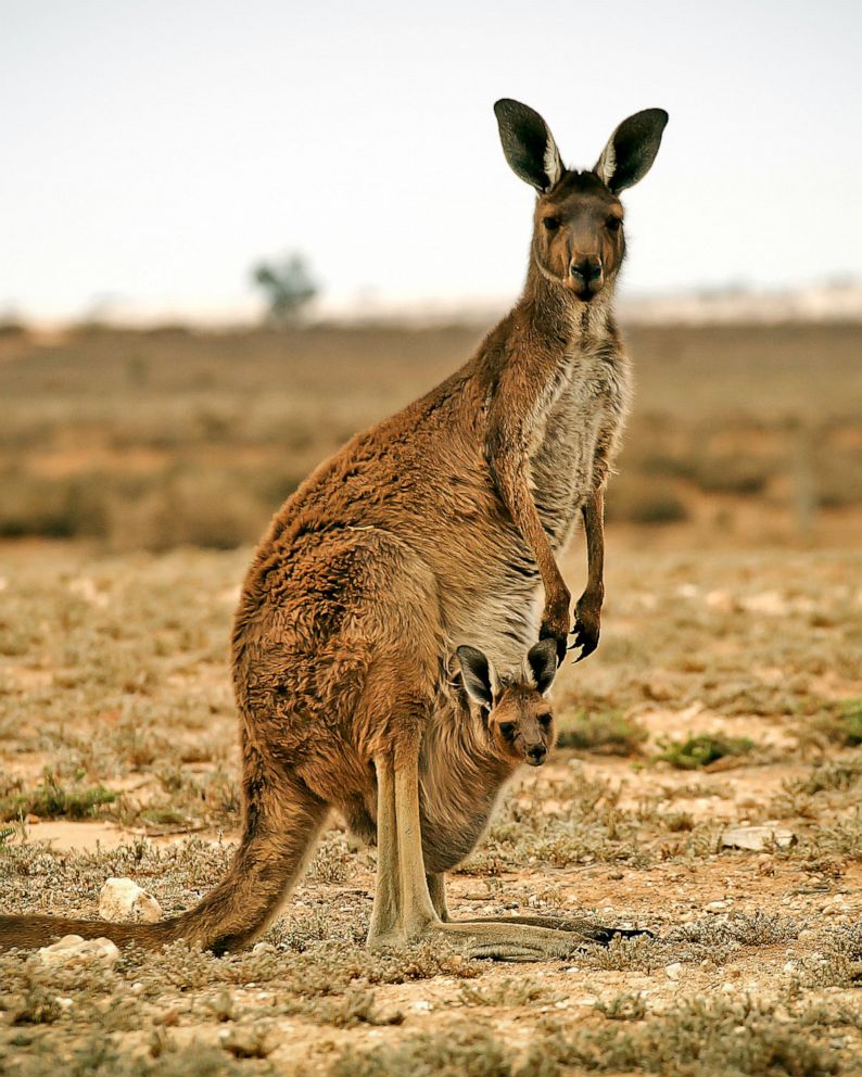 Detail Images Of Kangaroos Nomer 12