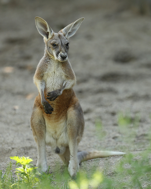 Detail Images Of Kangaroos Nomer 18